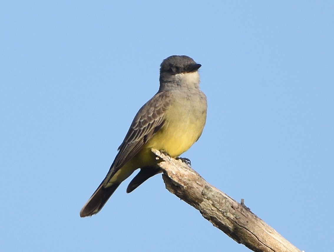 Cassin's Kingbird - ML627929356