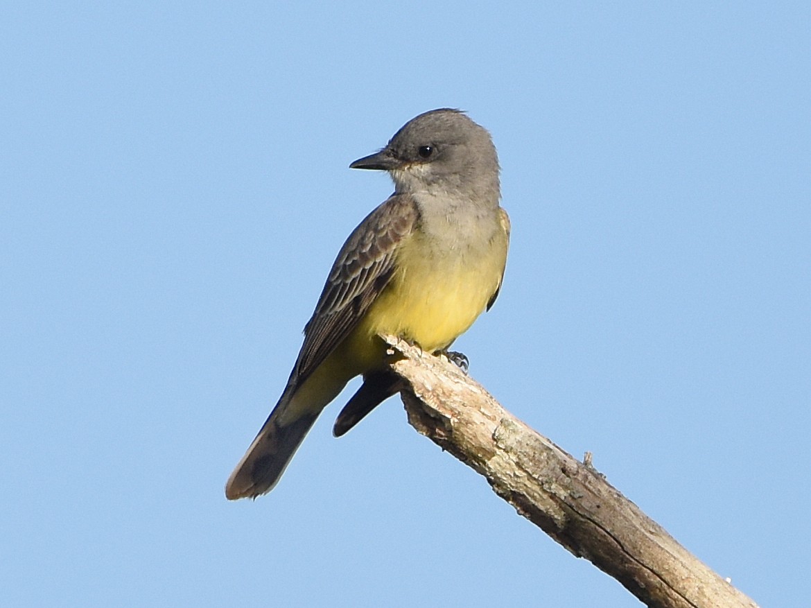 Cassin's Kingbird - ML627929357