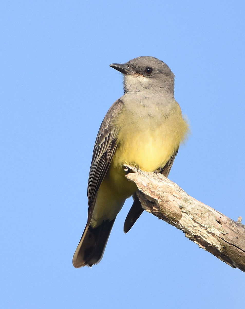 Cassin's Kingbird - ML627929397