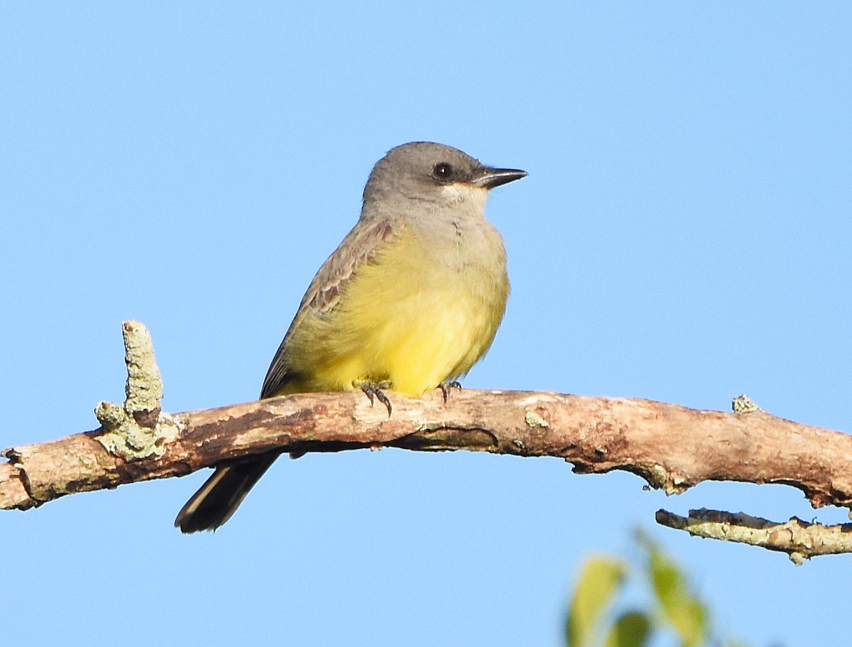 Cassin's Kingbird - ML627929410