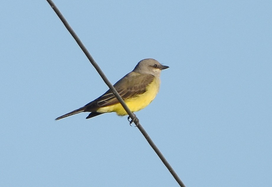 Cassin's Kingbird - ML627929451