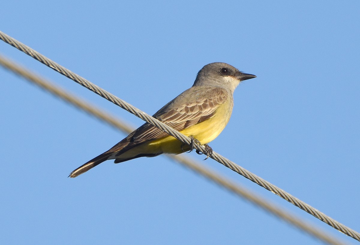 Cassin's Kingbird - ML627929460