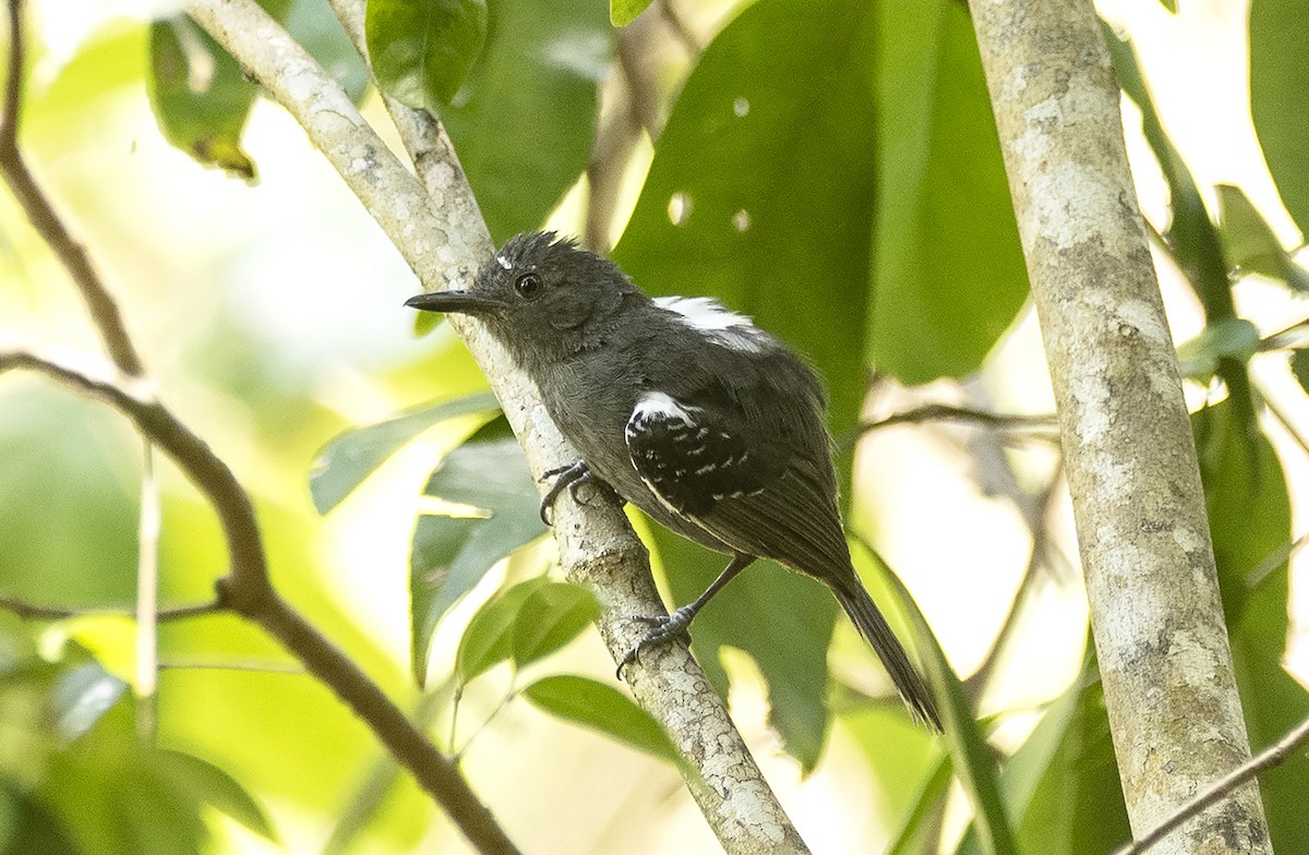 Willis's Antbird - ML627929462