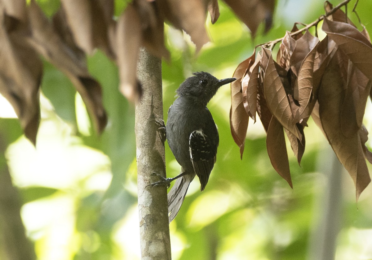Willis's Antbird - ML627929463
