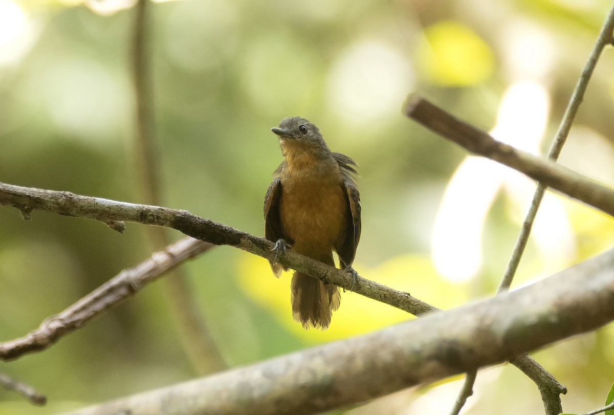 Willis's Antbird - ML627929464