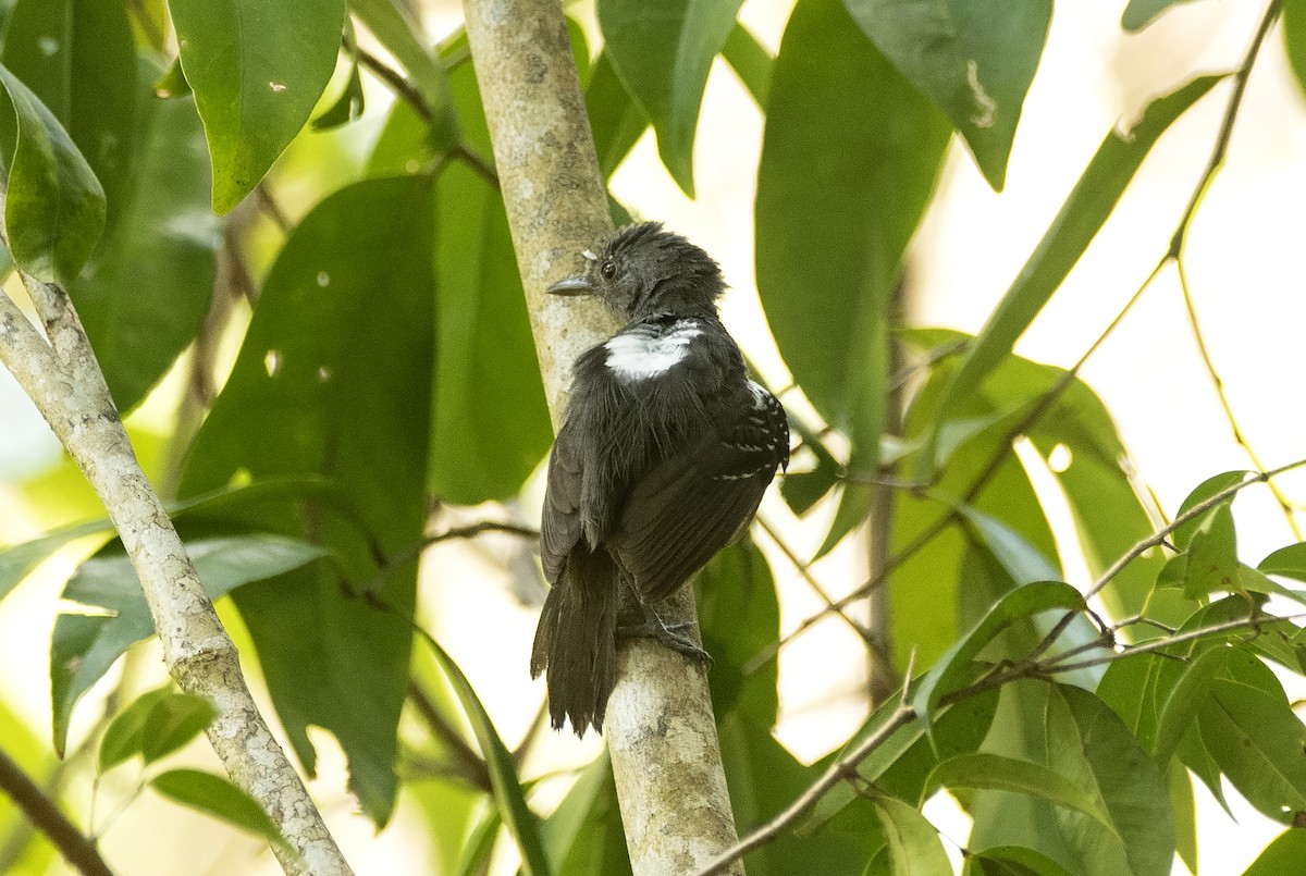Willis's Antbird - ML627929465