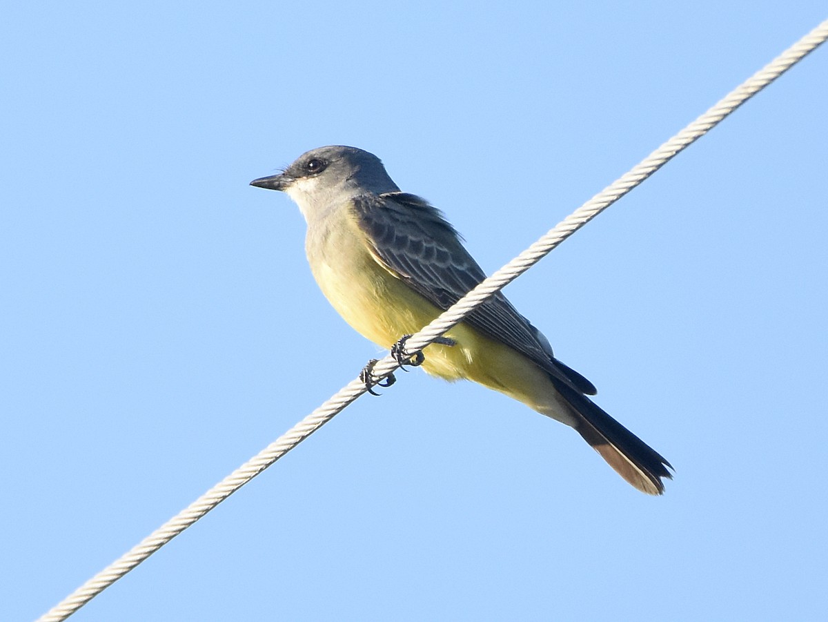 Cassin's Kingbird - ML627929511