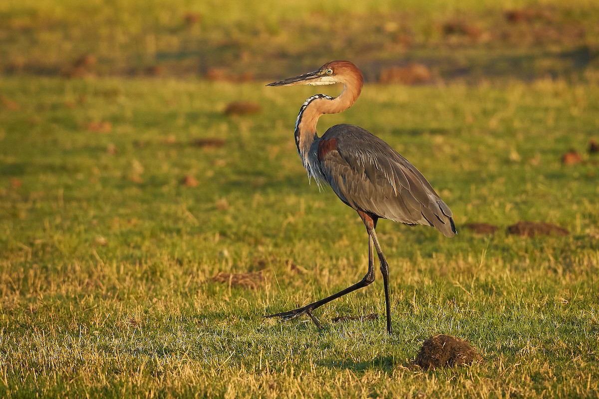 Goliath Heron - ML627929711