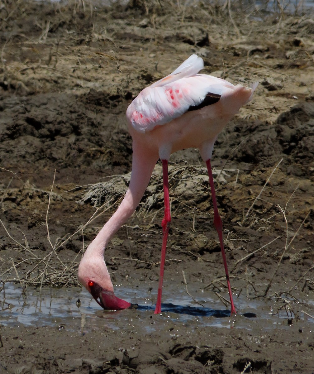 Lesser Flamingo - ML627929783