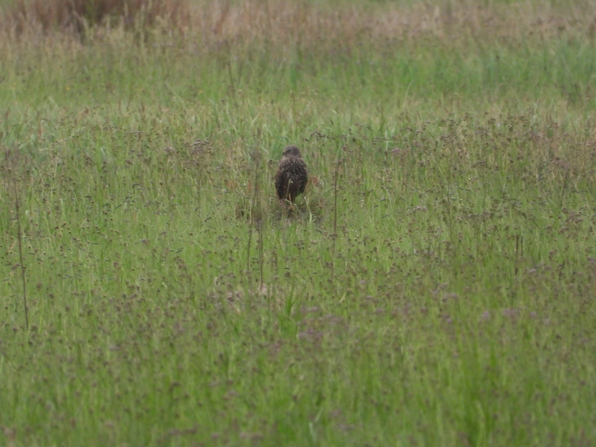 African Marsh Harrier - ML627929808