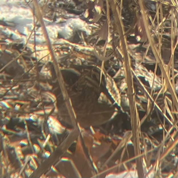 Wilson's Snipe - ML627929896