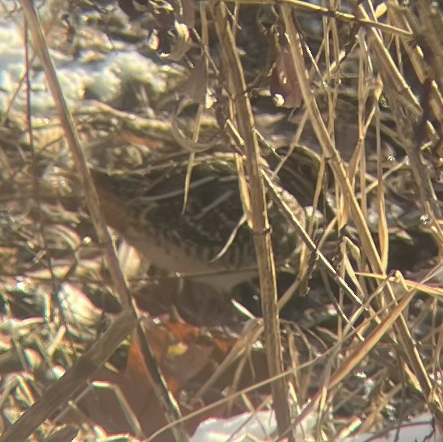 Wilson's Snipe - ML627929897