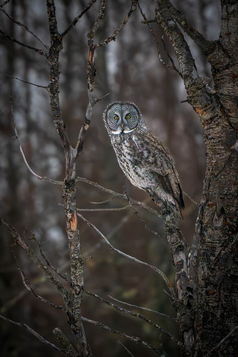 Great Gray Owl - ML627929967