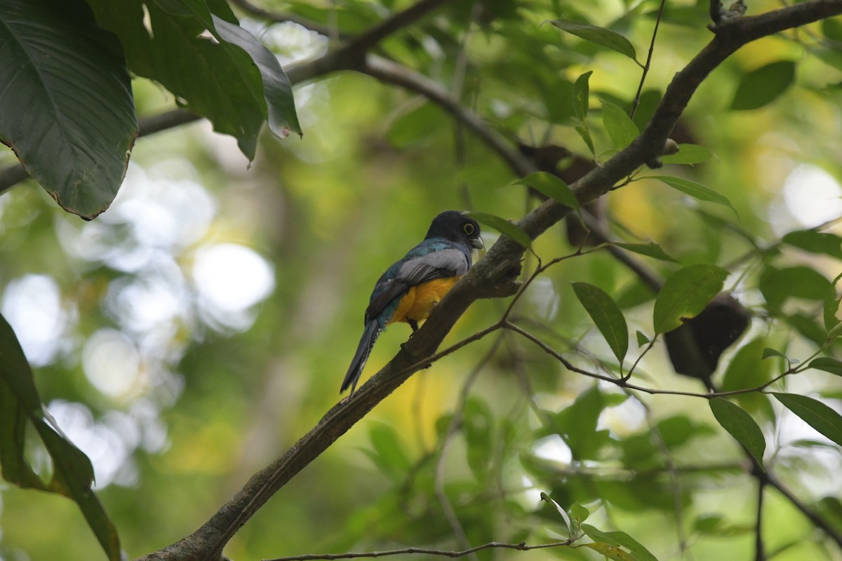 Gartered Trogon - ML627929969