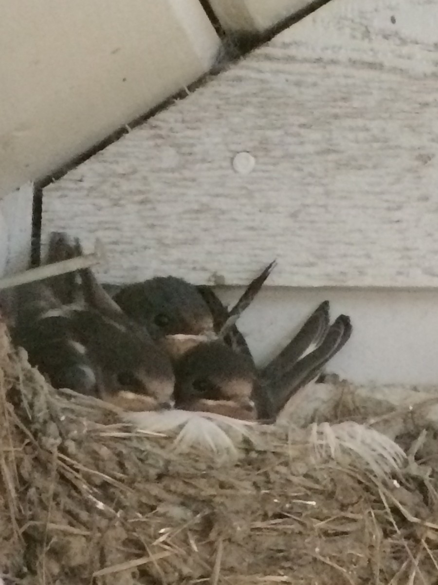 Barn Swallow - ML62793001