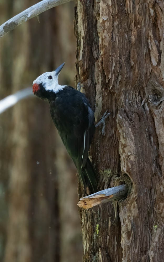 White-headed Woodpecker - ML627930022