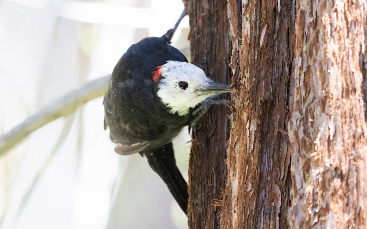 White-headed Woodpecker - ML627930046