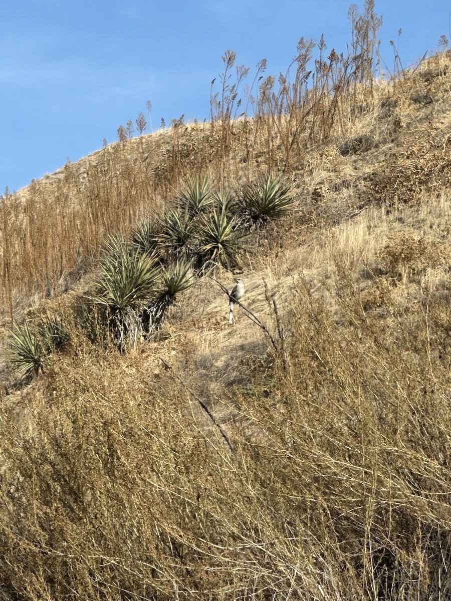 Northern Mockingbird - ML627930165