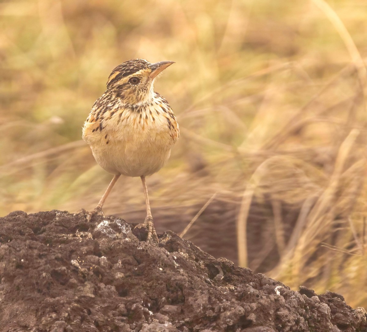 Rufous-naped Lark - ML627930179