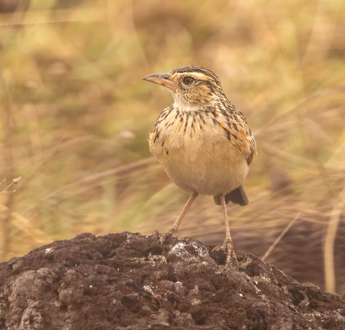 Rufous-naped Lark - ML627930180