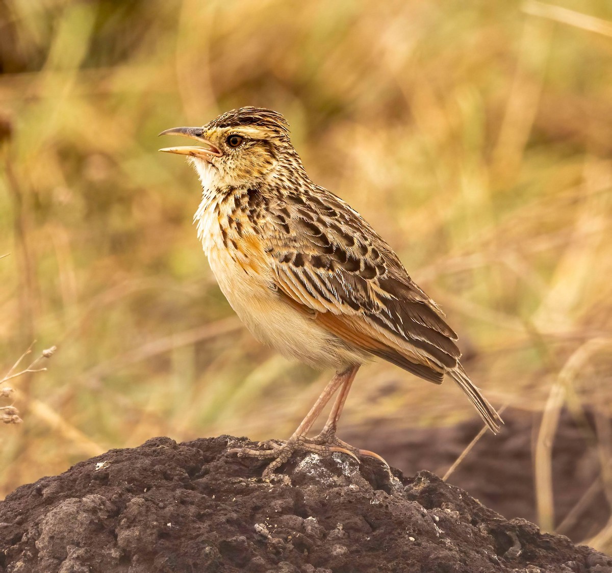 Rufous-naped Lark - ML627930181