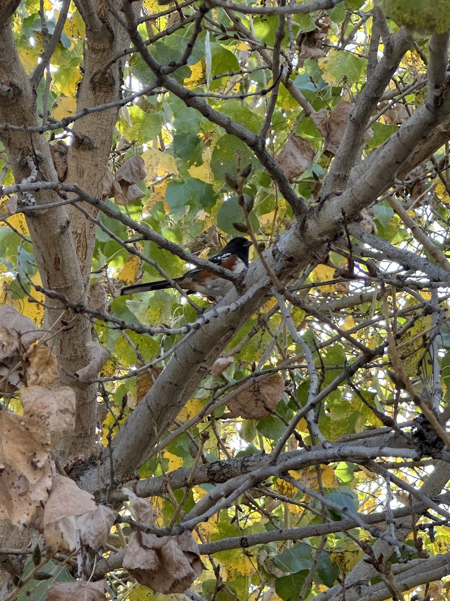 Spotted Towhee - ML627930183