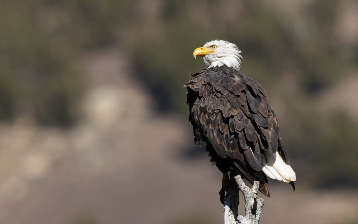 Bald Eagle - ML627930230