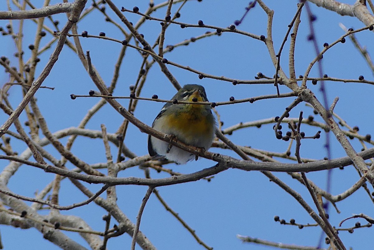 Parula Norteña - ML627930390
