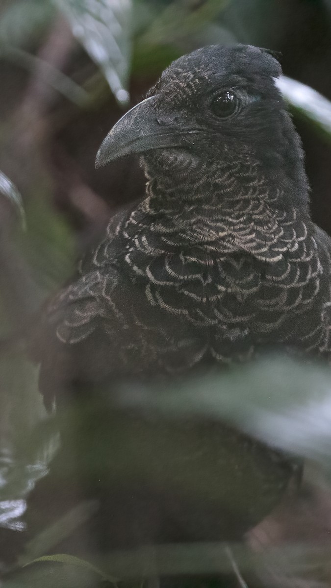 Bindengrundkuckuck - ML627930417