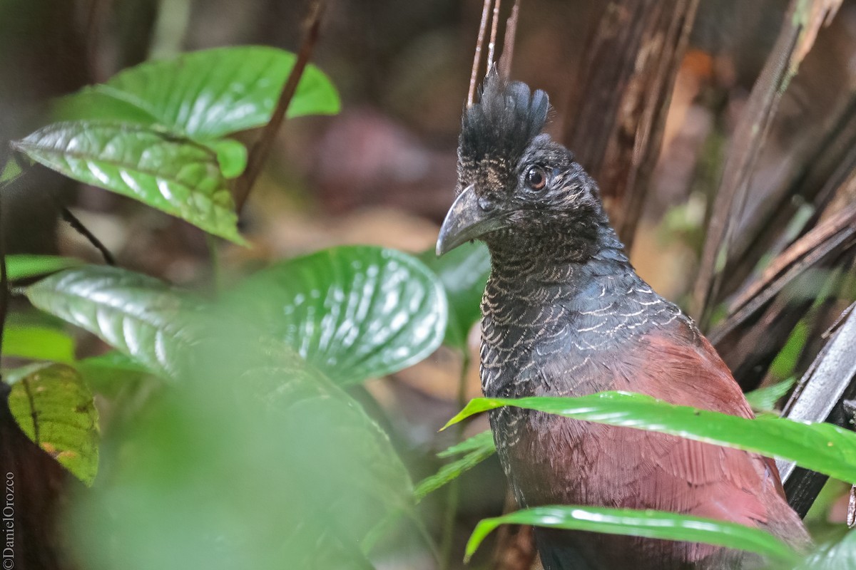 Bindengrundkuckuck - ML627930418