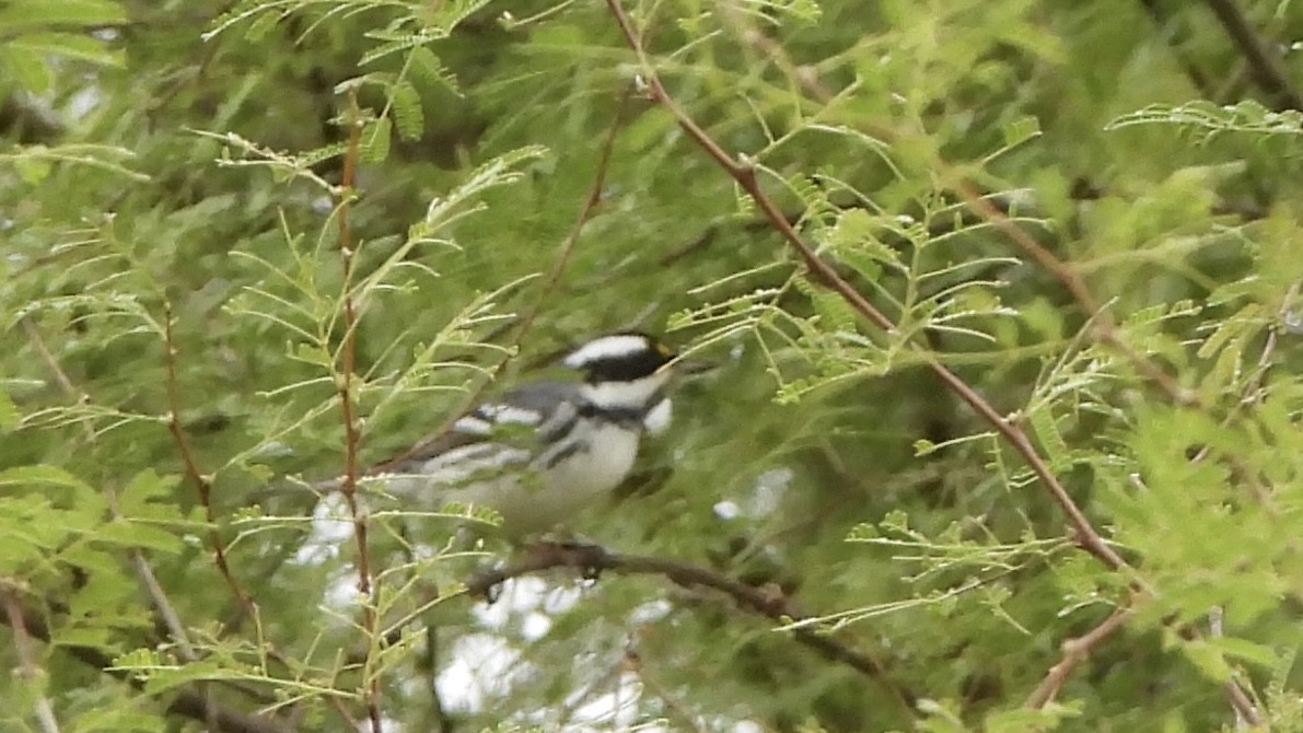 Black-throated Gray Warbler - ML627930512