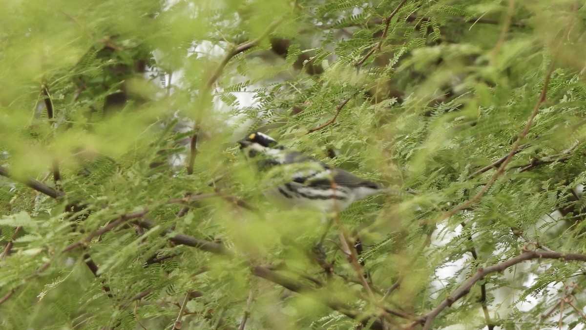 Black-throated Gray Warbler - ML627930513