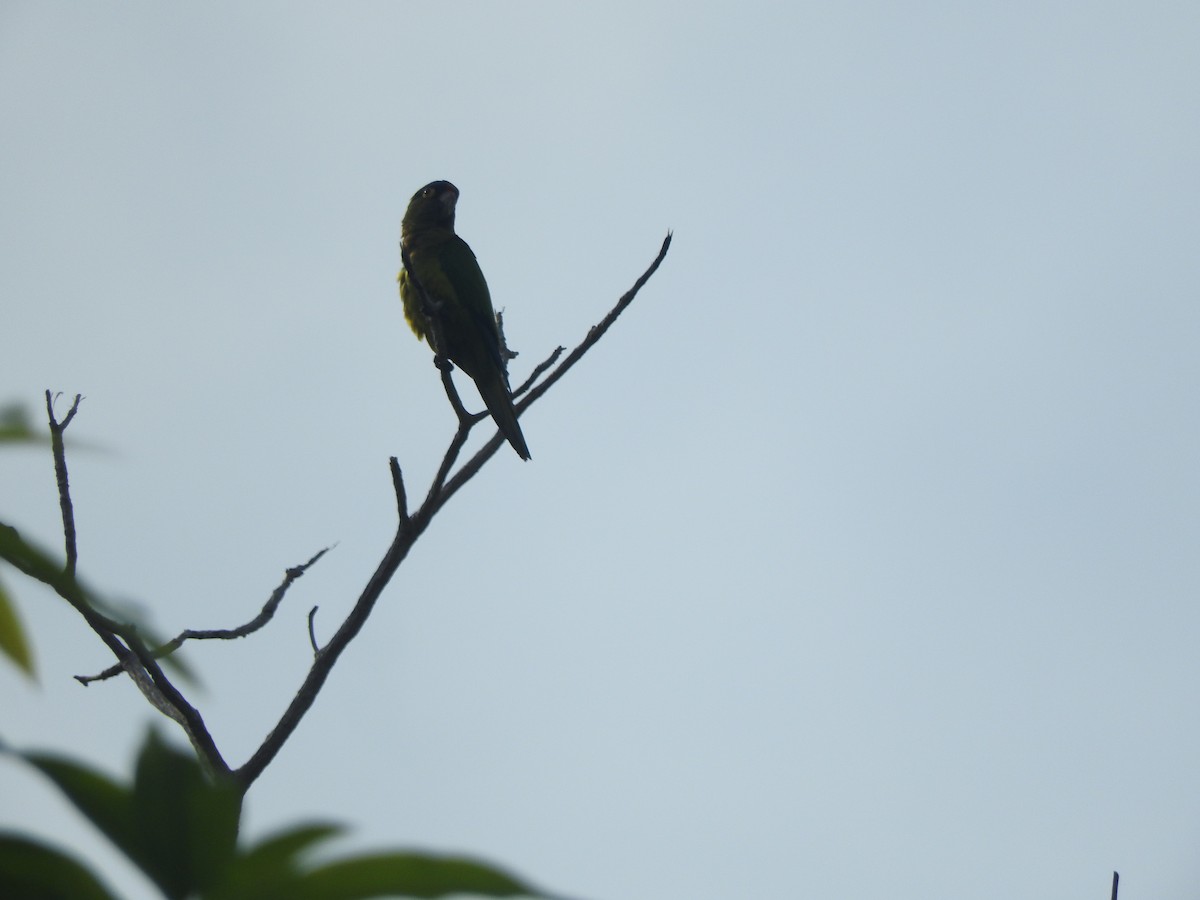 Conure à front rouge - ML627930536