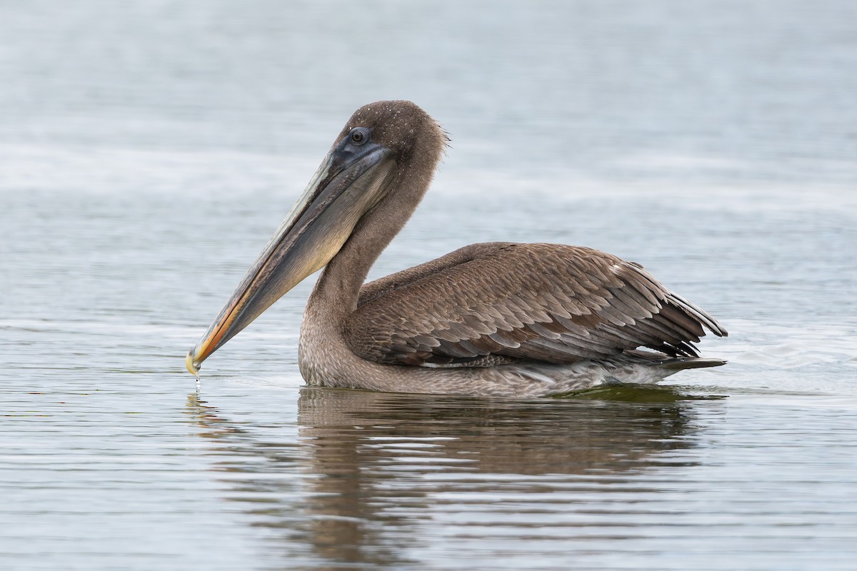 Brown Pelican - ML627930577