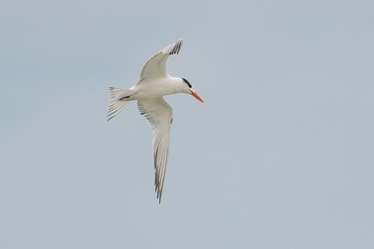 Royal Tern - ML627930581