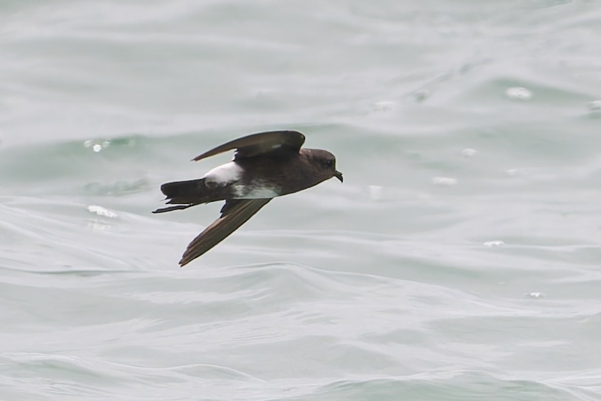 Elliot's Storm-Petrel - ML627930592