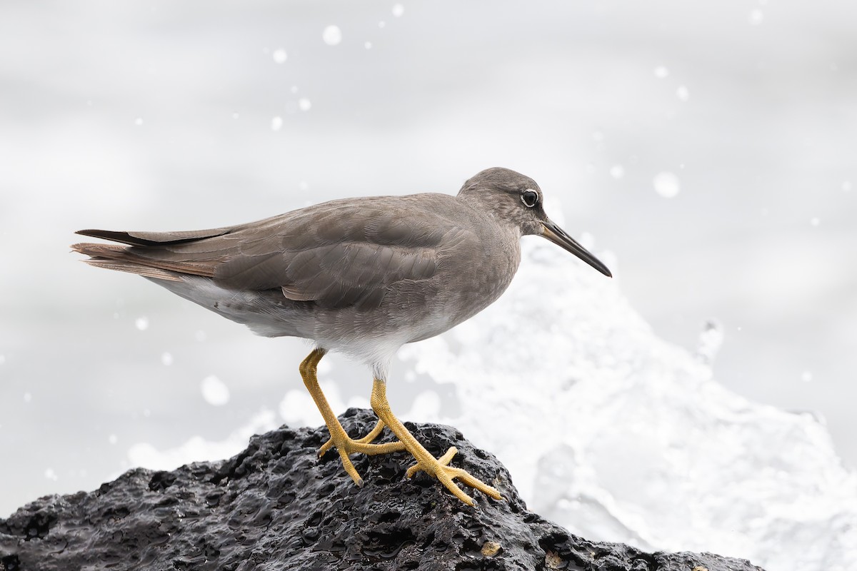 Wandering Tattler - ML627930596