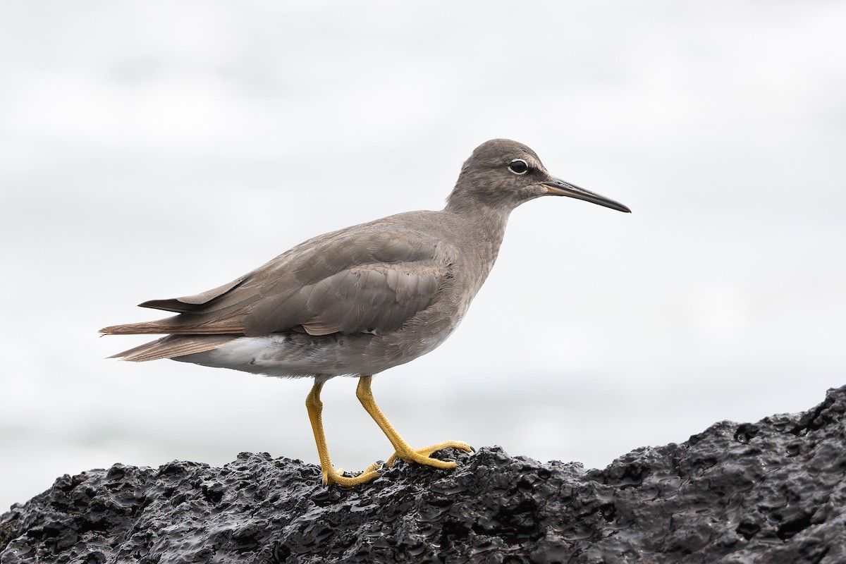 Wandering Tattler - ML627930597