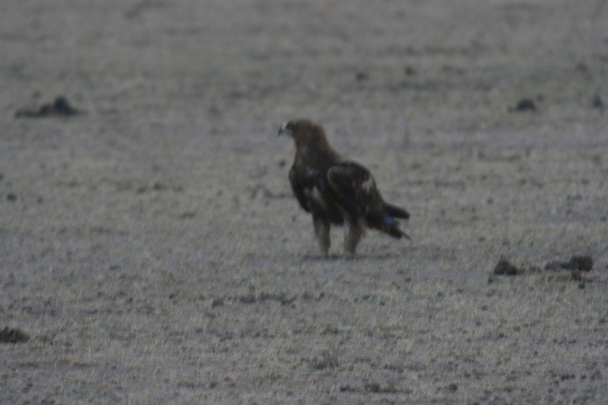 Tawny Eagle - ML627930602