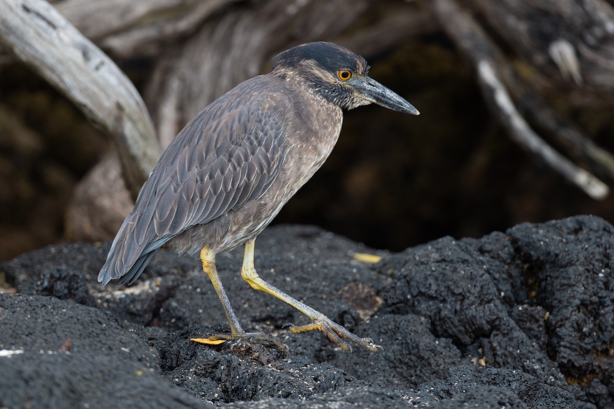 Yellow-crowned Night Heron - ML627930606