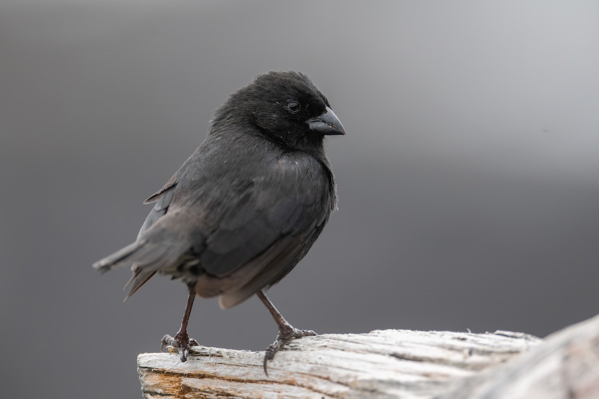 Small Ground-Finch - ML627930615