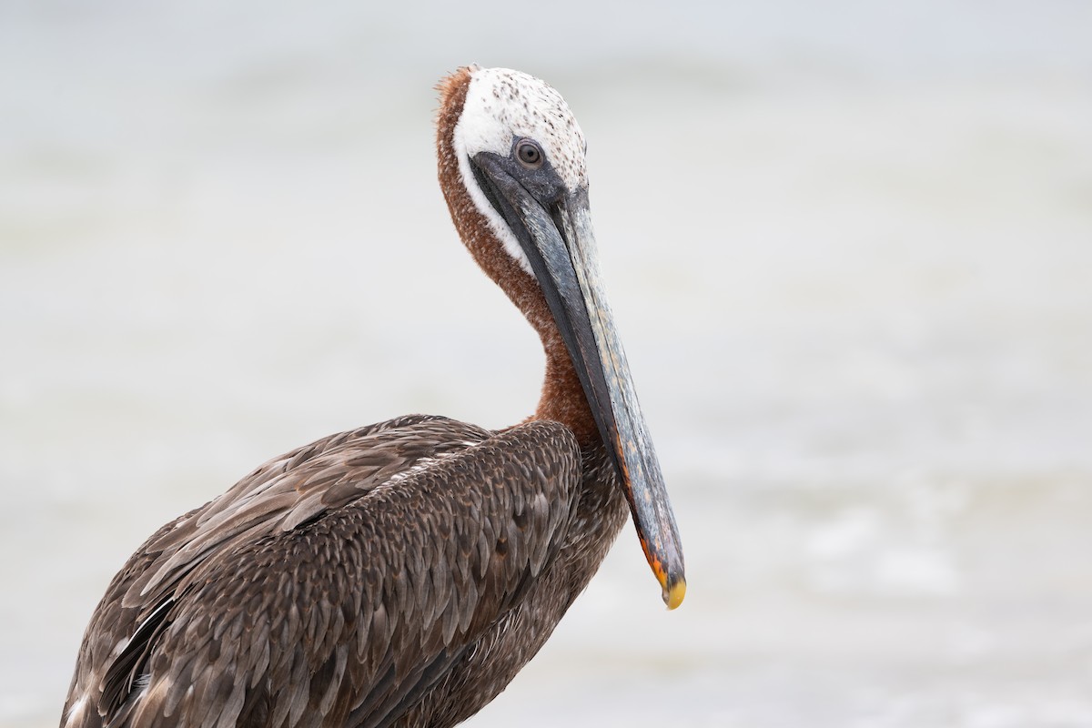 Brown Pelican - ML627930617