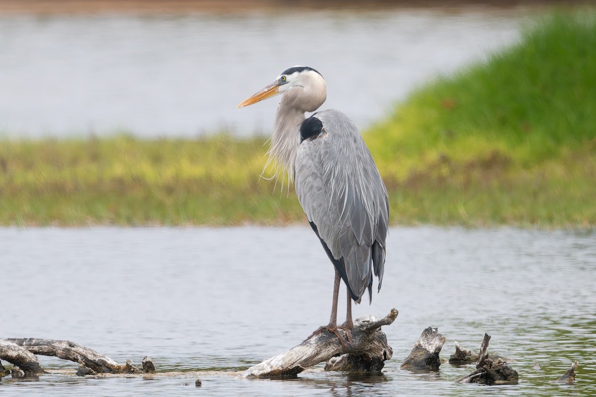 Great Blue Heron - ML627930641