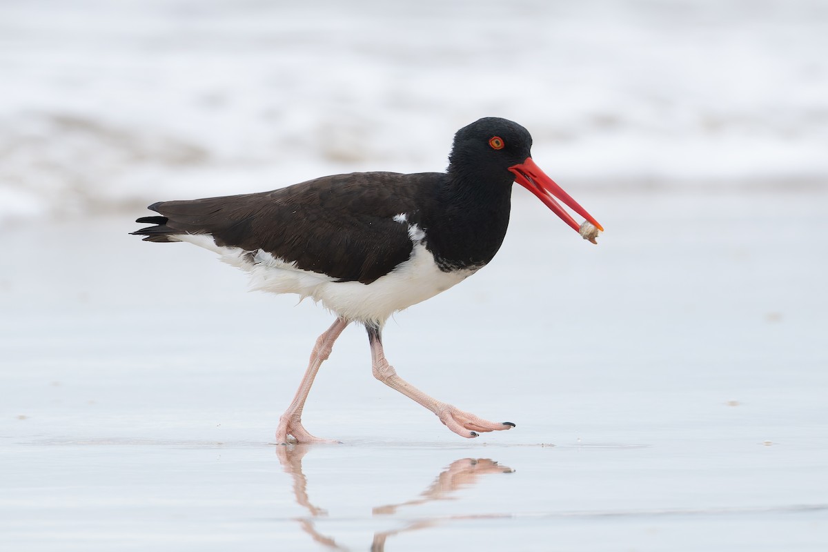 American Oystercatcher - ML627930659