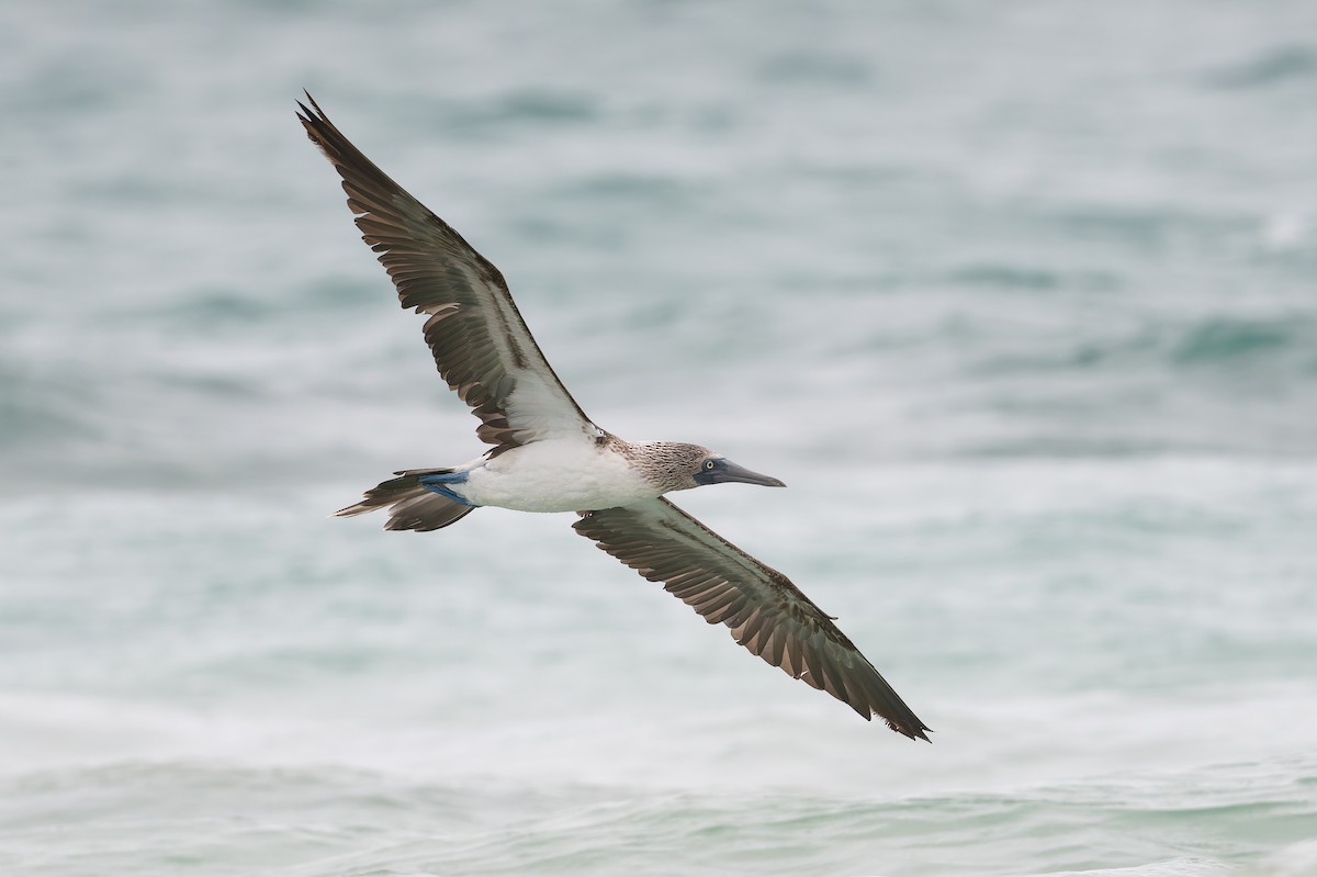 Blue-footed Booby - ML627930667