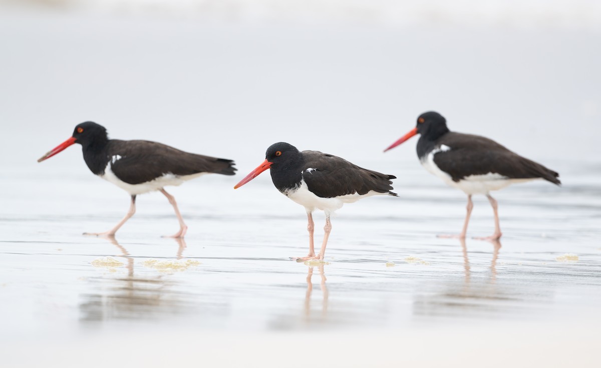American Oystercatcher - ML627930679