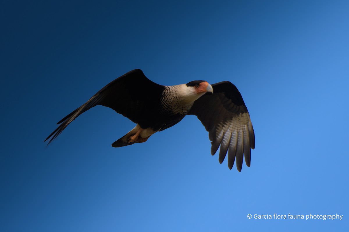 Crested Caracara - ML627930726