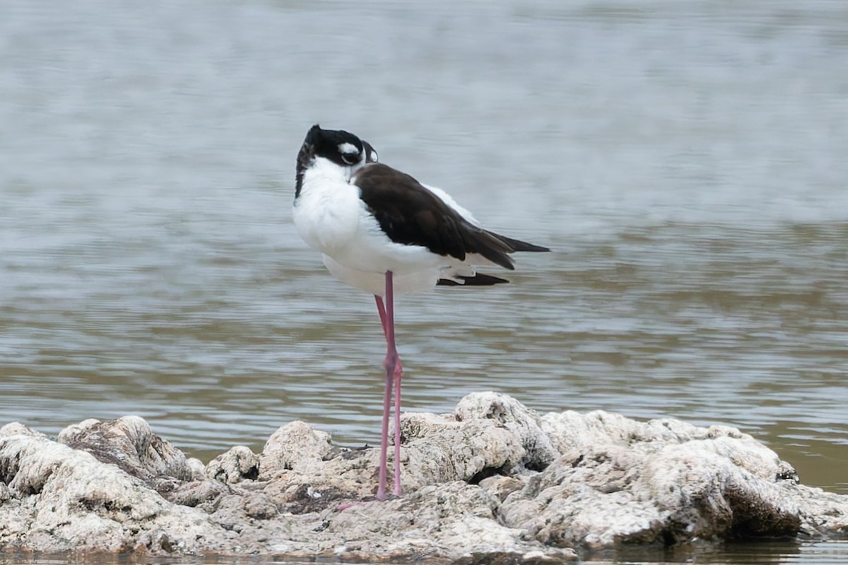 Black-necked Stilt - ML627930727
