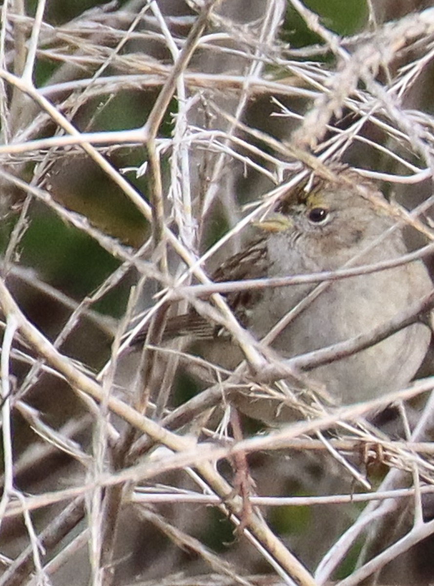 Zonotrichia sp. - ML627930759