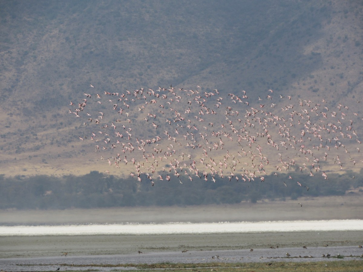 Lesser Flamingo - ML627930855